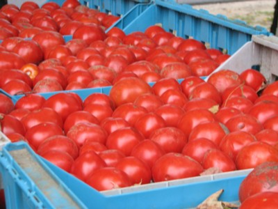 Organic tomatoes grown by the Freemans