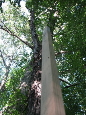 One of the sugar maple trees that will fall victim to the proposed power line extension from the North with its wood marking pin right next to it.