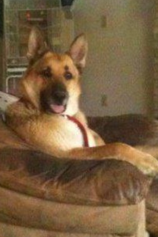 My-dog-and-friend-Indy