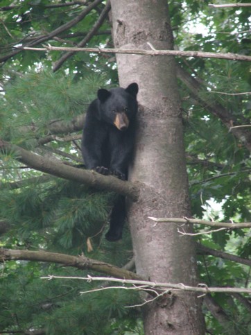 Black Bear sighted in Holland, MA.