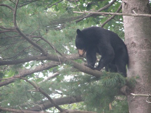 Black Bear sighted in Holland, MA.