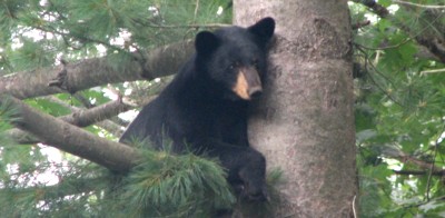 Black-Bear-in-tree-on-Hamilton-Reservoir-shore.