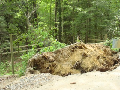 Blown-over-tree-on-Maybrook-Road