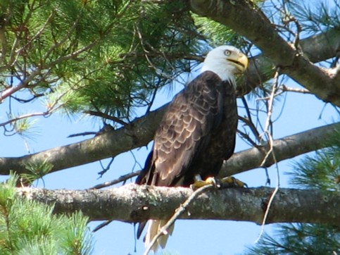 Bald-Eagle-on-Hammilton-Reservoir