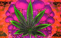“Cannabis
